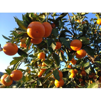 【訳あり】玉名市産 紅みかん 約5kg