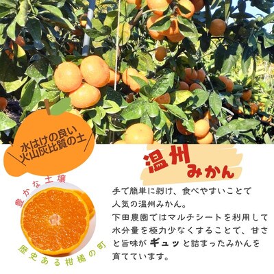 【熊本県産】 こだわりの温州みかん　約10kg