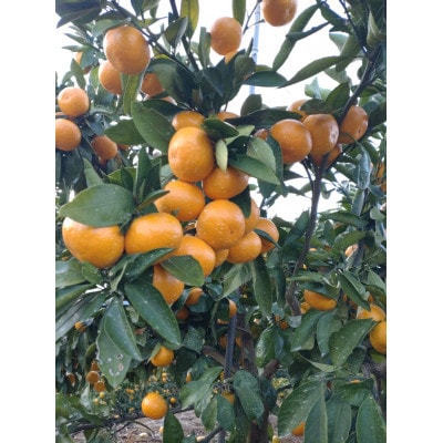 【訳あり】熊本県産 こだわりの温州みかん　約10kg