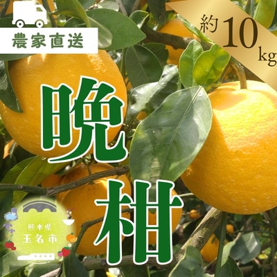 【熊本県産】 晩柑 約10kg