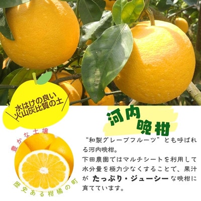 【熊本県産】 晩柑 約10kg