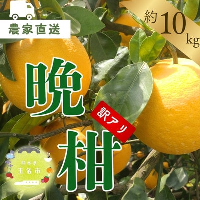 【訳あり】熊本県産 晩柑 約10kg