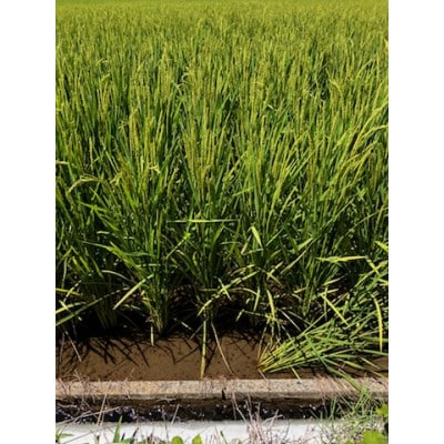 熊本県玉名市産 ひのひかり5kg