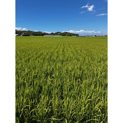 熊本県玉名市産 ひのひかり10kg