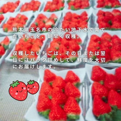 熊本県玉名市産 いちご500g(2パック)