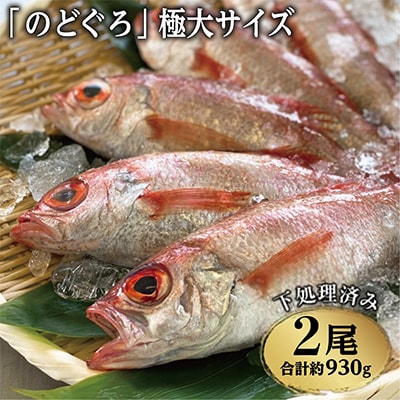 脂のり抜群!「のどぐろ」極大サイズ(450～500g)2尾＜煮付け・塩焼き用＞