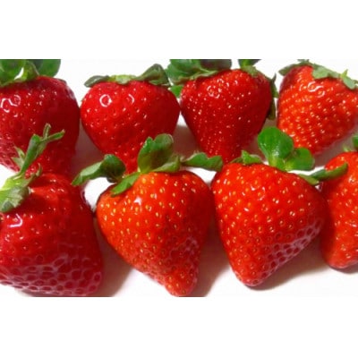 【2025年12月より順次発送】長崎県知事賞受賞 大玉いちご「恋みのり (3L～5L)」265g×4