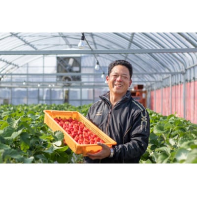 【2025年12月より順次発送】長崎県知事賞受賞 大玉いちご「恋みのり (3L～5L)」265g×4