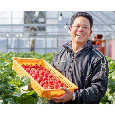 【2025年12月より順次発送】厳選いちご「ゆめのか(2～3L)」260g×4パック