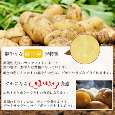 【訳あり 数量限定】 ながさき黄金 じゃがいも 約5kg 2S～3L サイズ混合 傷もの等を含む