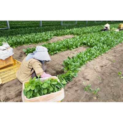 産地直送　ほうれん草　5束