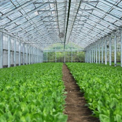 産地直送　水菜　10束
