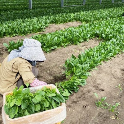 産地直送　水菜　10束