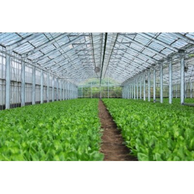 産地直送　水菜　30束