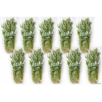 【毎月定期便】産地直送　水菜　10束全3回