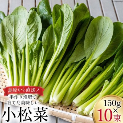 【毎月定期便】産地直送　小松菜　10束全6回