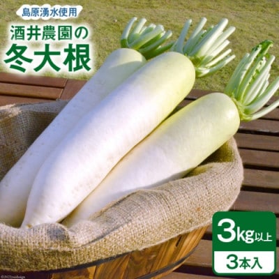 酒井農園の冬大根 3本(約3kg)