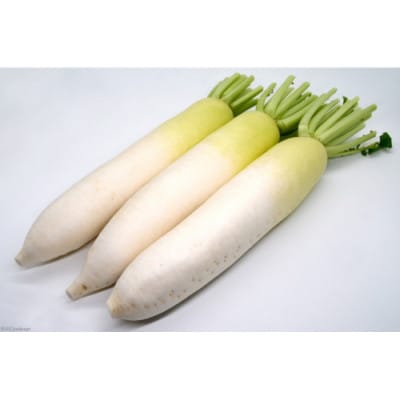 酒井農園の冬大根 3本(約3kg)