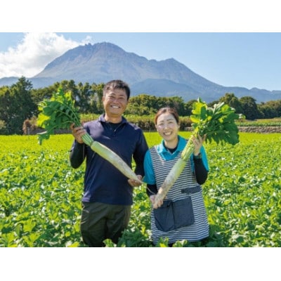 酒井農園の冬大根 3本(約3kg)