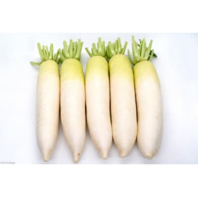 酒井農園の冬大根 5本(約5kg)