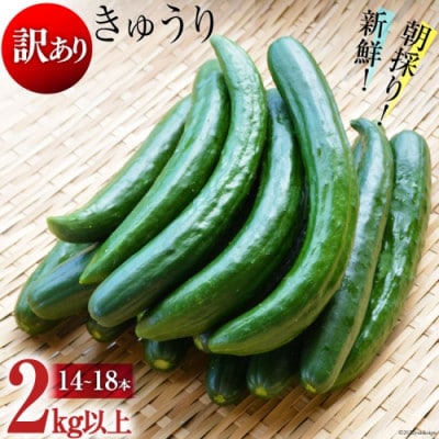 令和7年度出荷分【訳あり】新鮮 朝採りきゅうり 2kg以上(14~18本)
