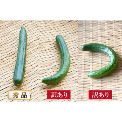 令和7年度出荷分【訳あり】新鮮 朝採りきゅうり 2kg以上(14~18本)