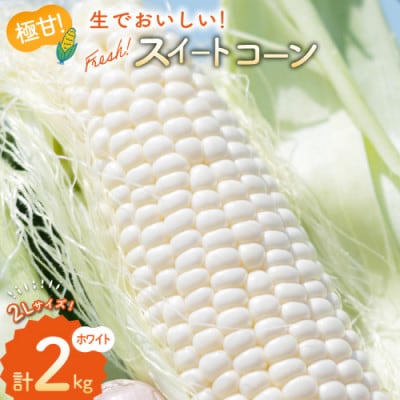 とうもろこし スイートコーン ホワイト 約2kg 5本 2Lサイズ　AJ453
