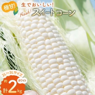 とうもろこし スイートコーン ホワイト 約2kg  2L~3Lサイズ　4～5本 AJ453