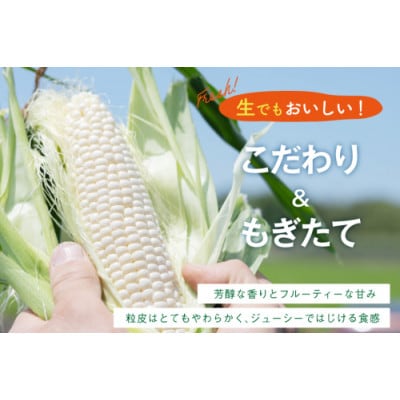 とうもろこし スイートコーン ホワイト 約2kg 5本 2Lサイズ　AJ453