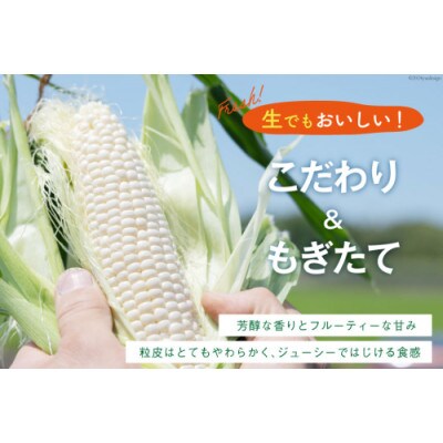 とうもろこし スイートコーン ホワイト 2L～3Lサイズ 11本～12本 約5kg　AI206