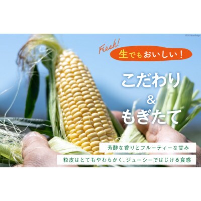 とうもろこし スイートコーン イエロー 2L～3Lサイズ 11本～12本 約5kg　AI207