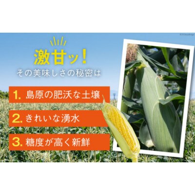 とうもろこし スイートコーン イエロー 2L～3Lサイズ 11本～12本 約5kg　AI207