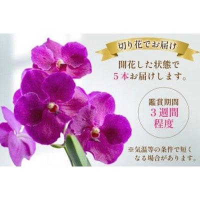 希少な花「華やかな恋」の予感 翡翠蘭(バンダ) ピンク 切り花5本 AI175