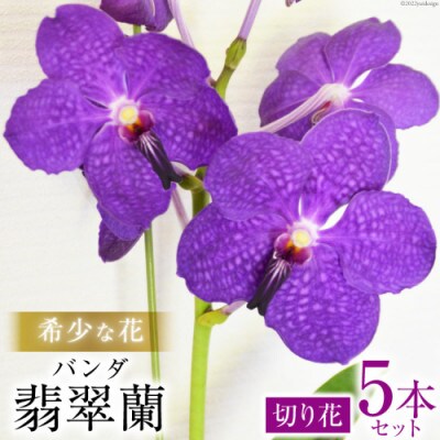 希少な花「華やかな恋」の予感 翡翠蘭(バンダ) 切り花5本 AG052