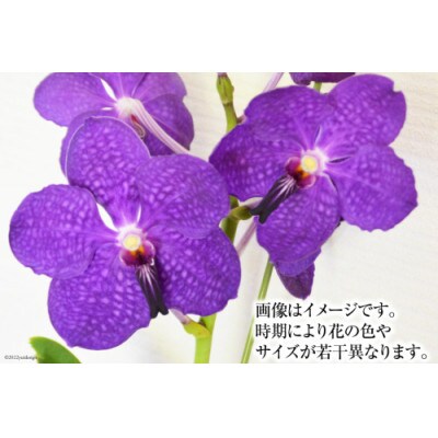 希少な花「華やかな恋」の予感 翡翠蘭(バンダ) 切り花5本 AG052