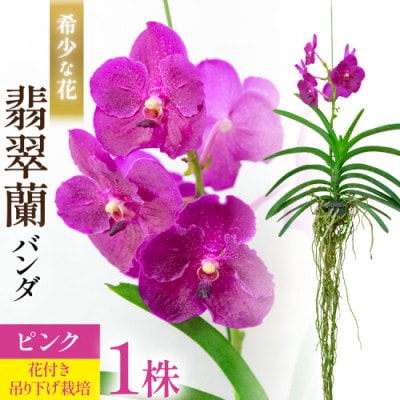 希少な花 心躍る「華やかな恋」の予感 翡翠蘭(バンダ) ピンク 1株 花付き AG051