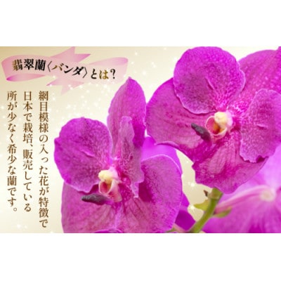 希少な花 心躍る「華やかな恋」の予感 翡翠蘭(バンダ) ピンク 1株 花付き AG051