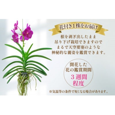 希少な花 心躍る「華やかな恋」の予感 翡翠蘭(バンダ) ピンク 1株 花付き AG051