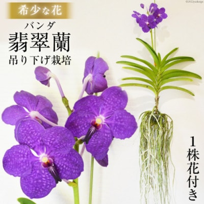 希少な花 心躍る「華やかな恋」の予感 翡翠蘭(バンダ) 1株 花付き AI179