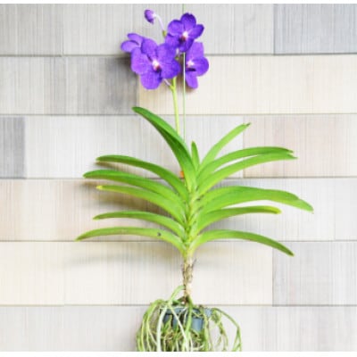 希少な花 心躍る「華やかな恋」の予感 翡翠蘭(バンダ) 1株 花付き AI179