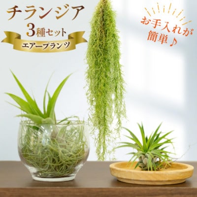 チランジア 3種 セット AI177