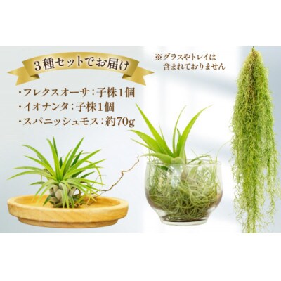 チランジア 3種 セット AI177