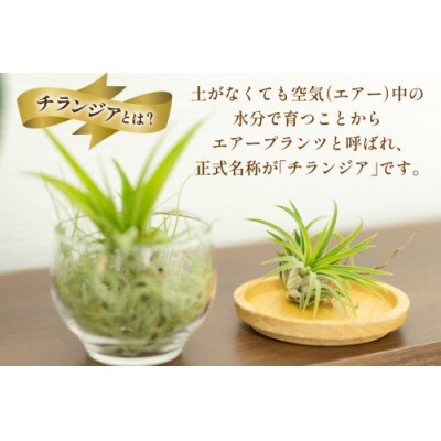 チランジア 3種 セット AI177