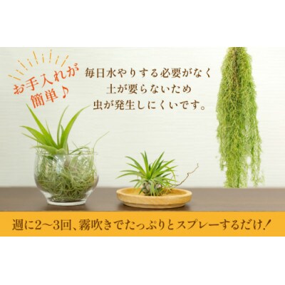 チランジア 3種 セット AI177