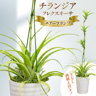 鉢植えで飾る チランジア・フレクスオーサ(鉢植え付き) 1鉢 AI176