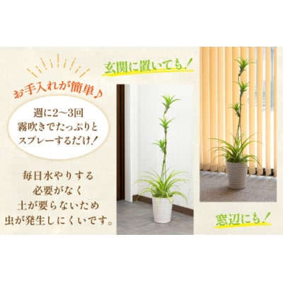 鉢植えで飾る チランジア・フレクスオーサ(鉢植え付き) 1鉢 AI176