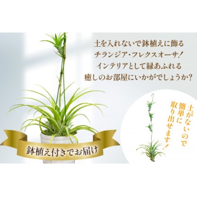 鉢植えで飾る チランジア・フレクスオーサ(鉢植え付き) 1鉢 AI176