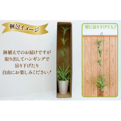 鉢植えで飾る チランジア・フレクスオーサ(鉢植え付き) 1鉢 AI176