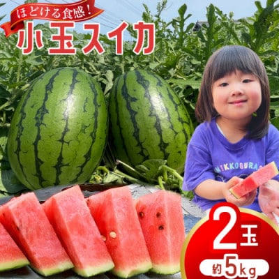 【令和8年度出荷分】 Farm honda 小玉スイカ 2玉 計約5kg AJ461