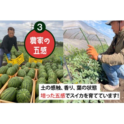 【令和8年度出荷分】 Farm honda 小玉スイカ 3～5玉 約10kg AJ462